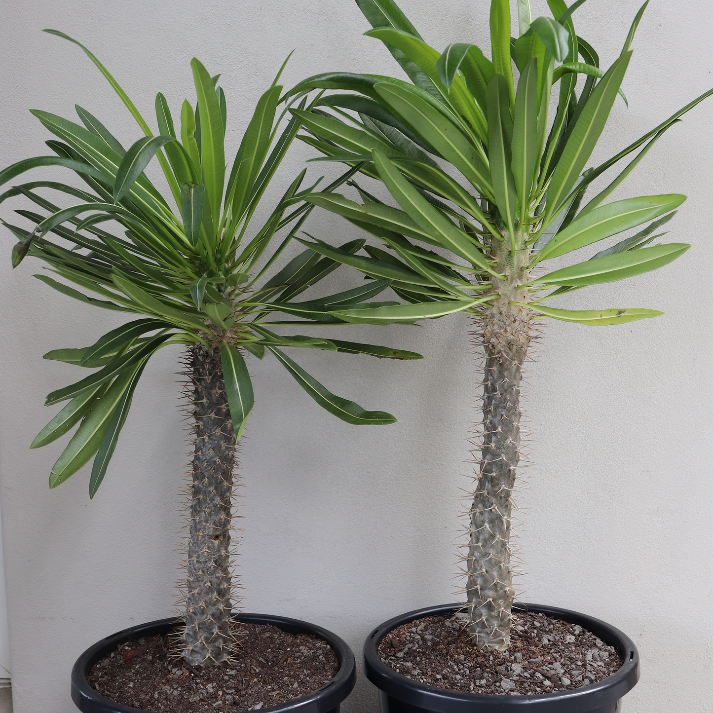 Madagascar Palm - Large