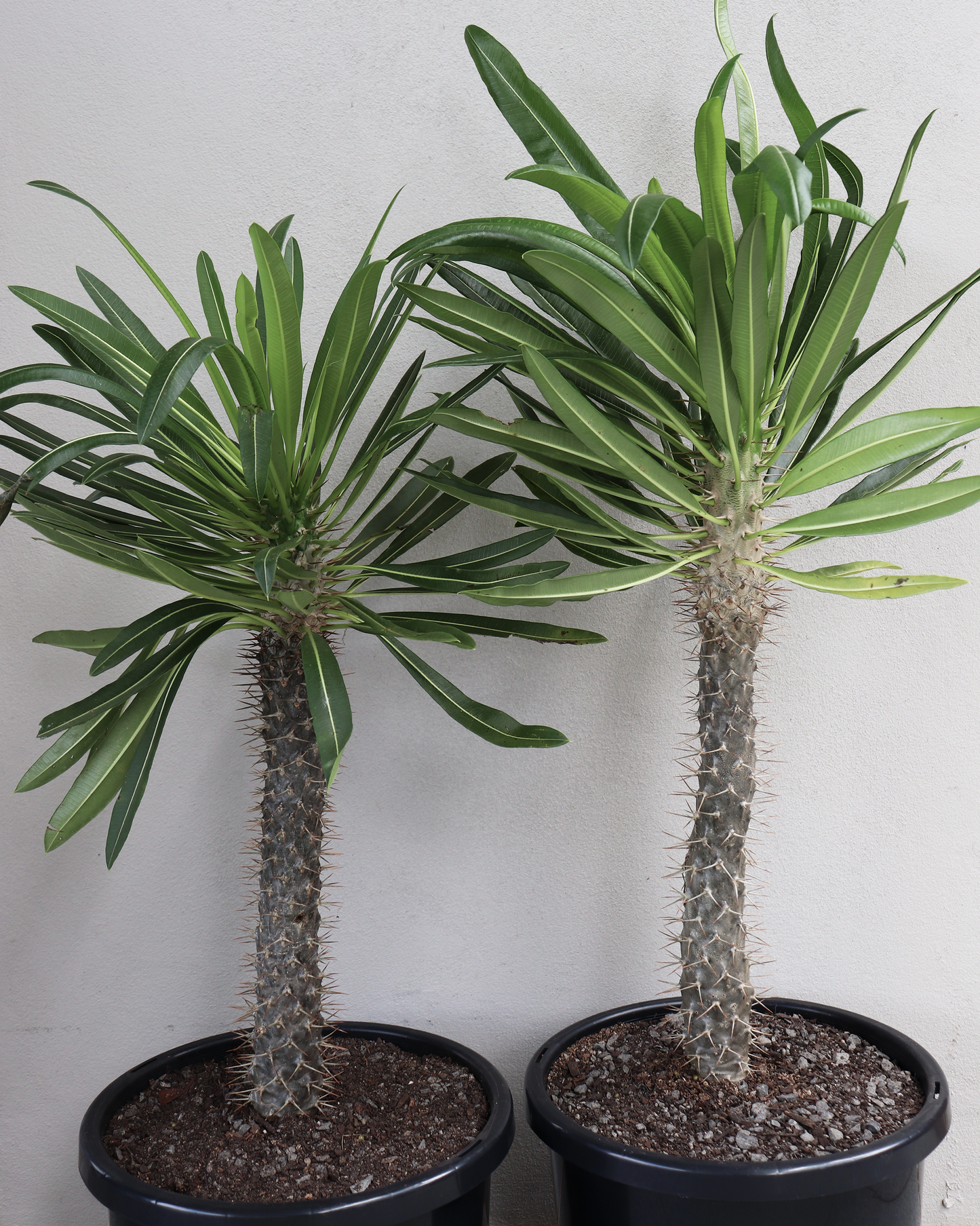 Madagascar Palm - Large