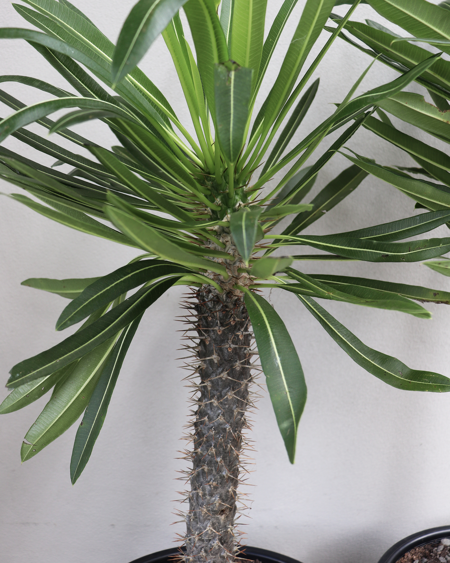 Madagascar Palm - Large