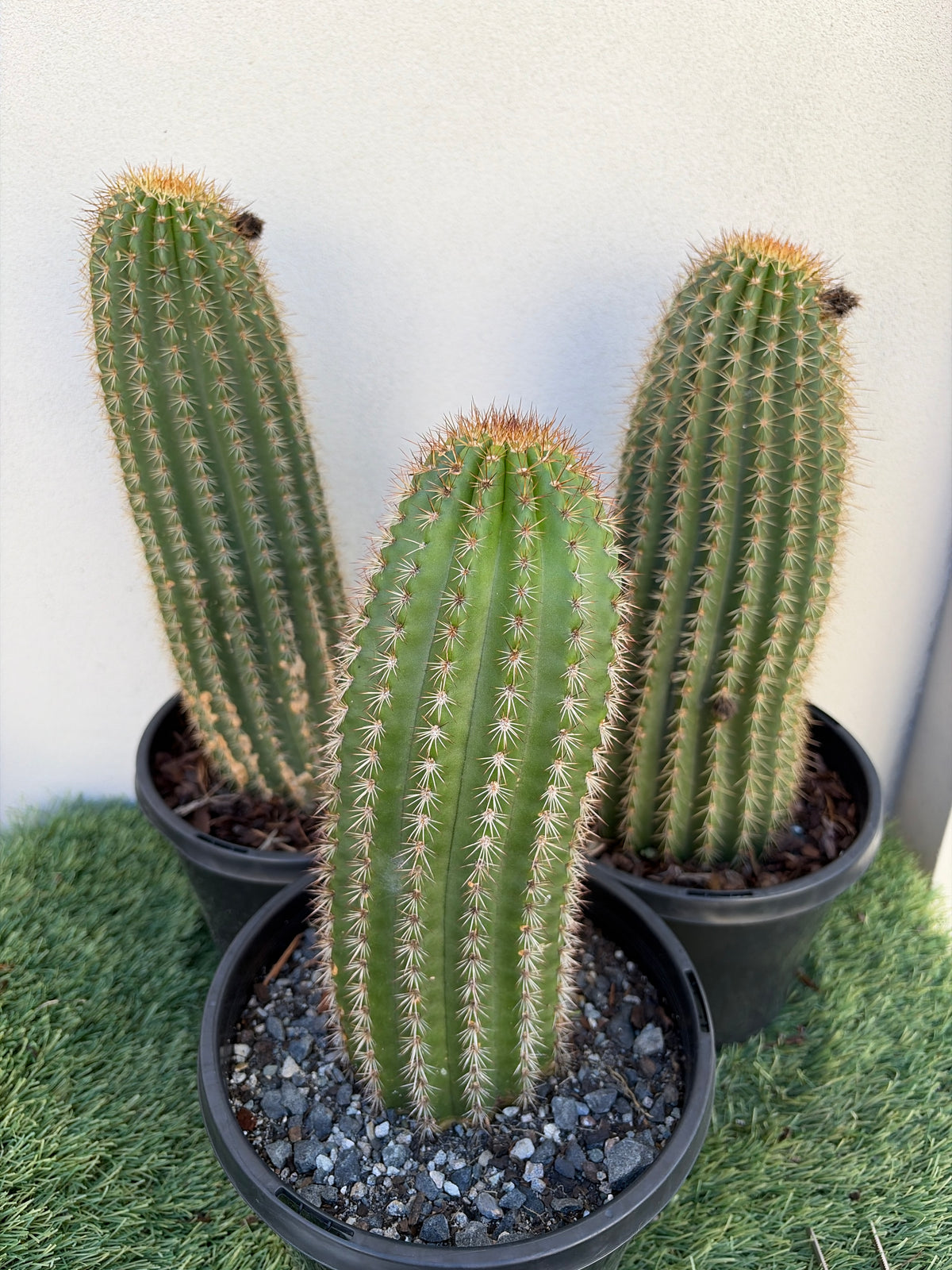 Echinopsis schickendantzii