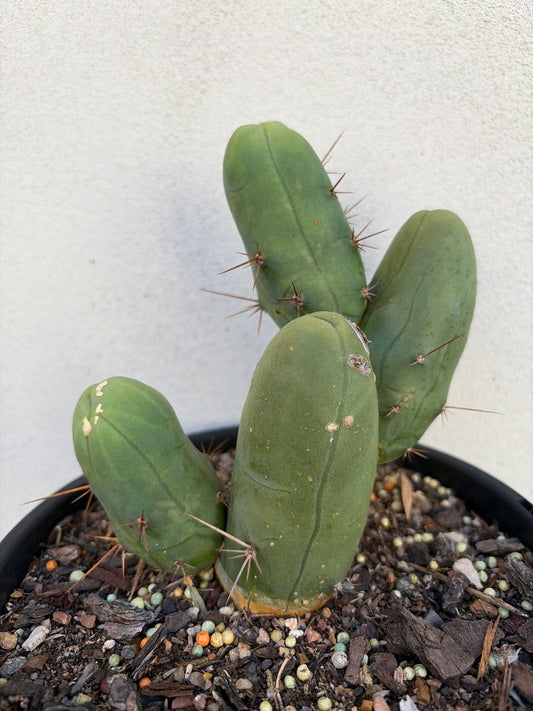 Penis Cactus