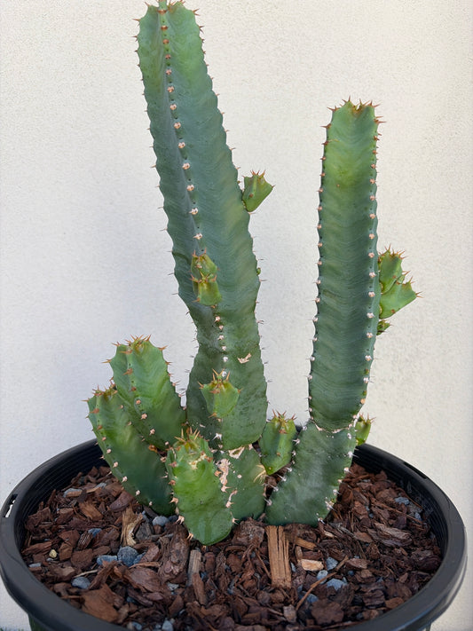 Euphorbia resinifera - Moroccan Mound -Large