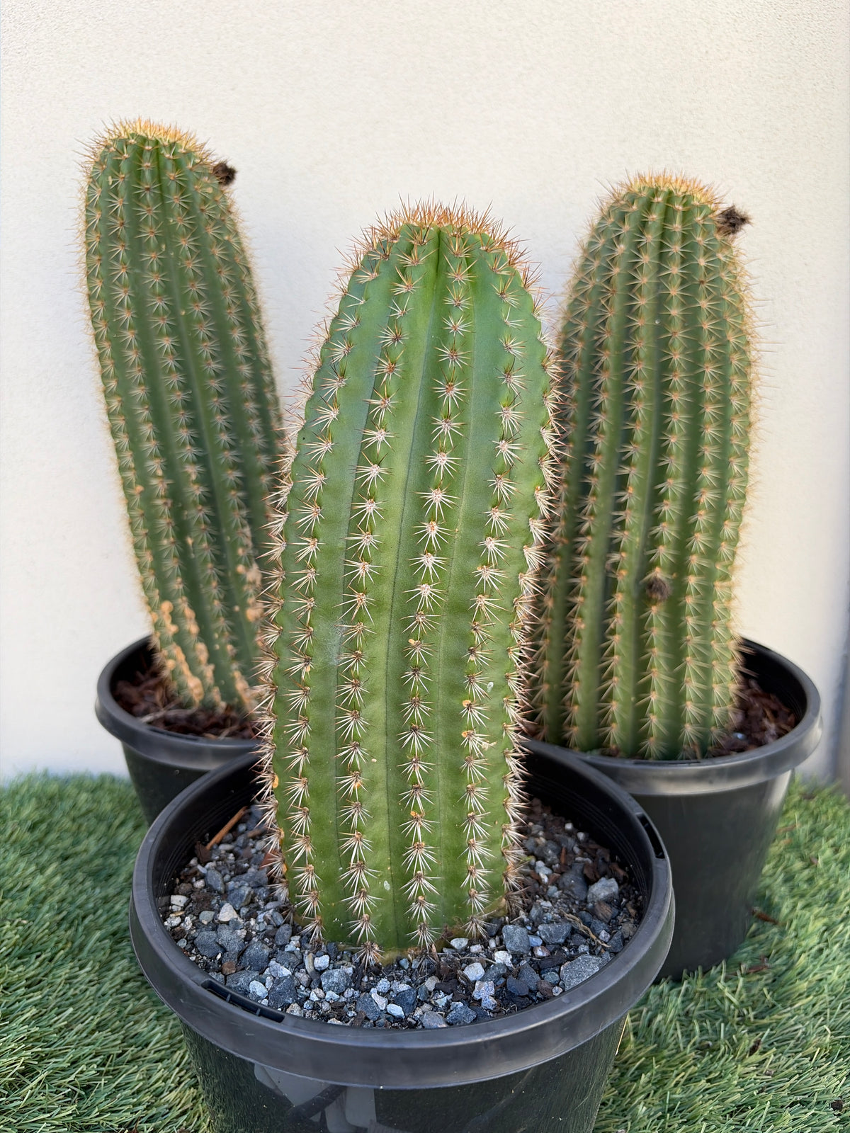 Echinopsis schickendantzii