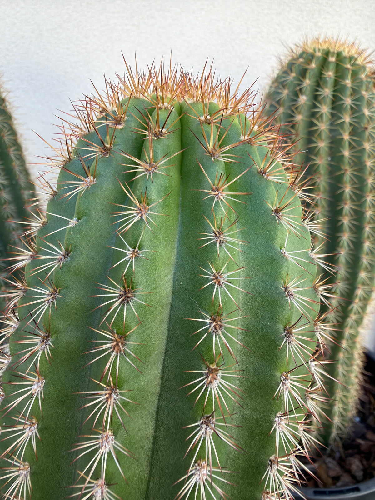 Echinopsis schickendantzii