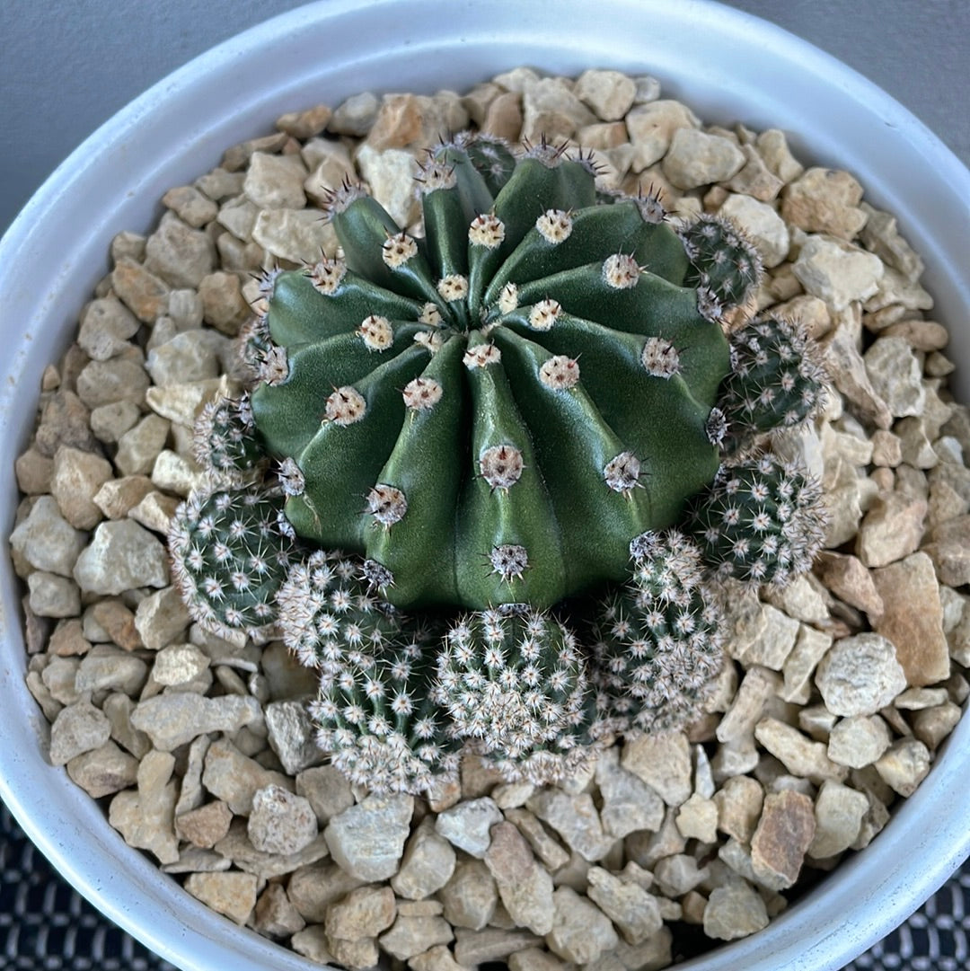 Easter Lilly Cactus / Decorative pot