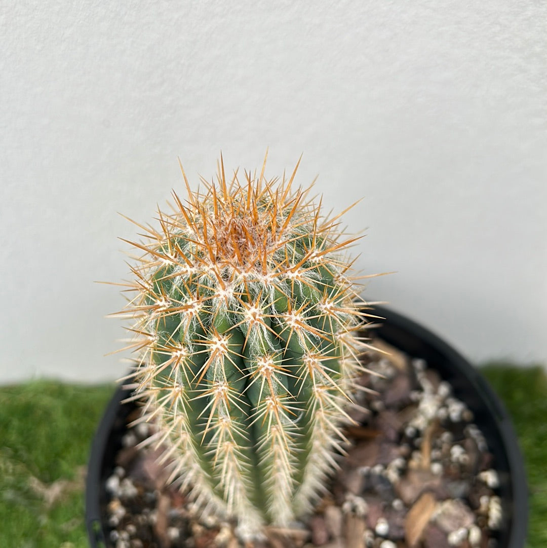 Pilocereus gounellei Cactus