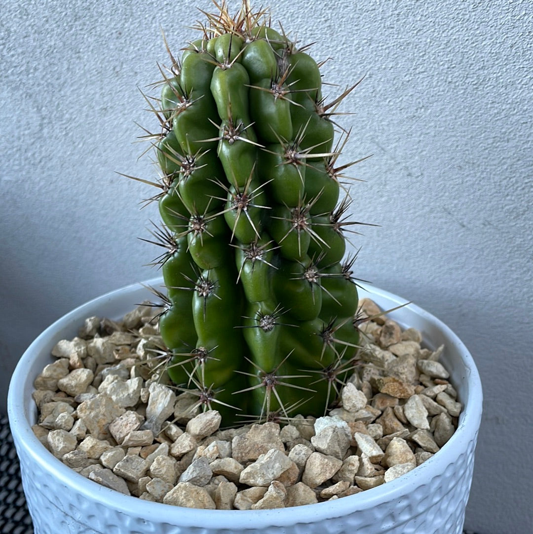 Echinocereus Cactus