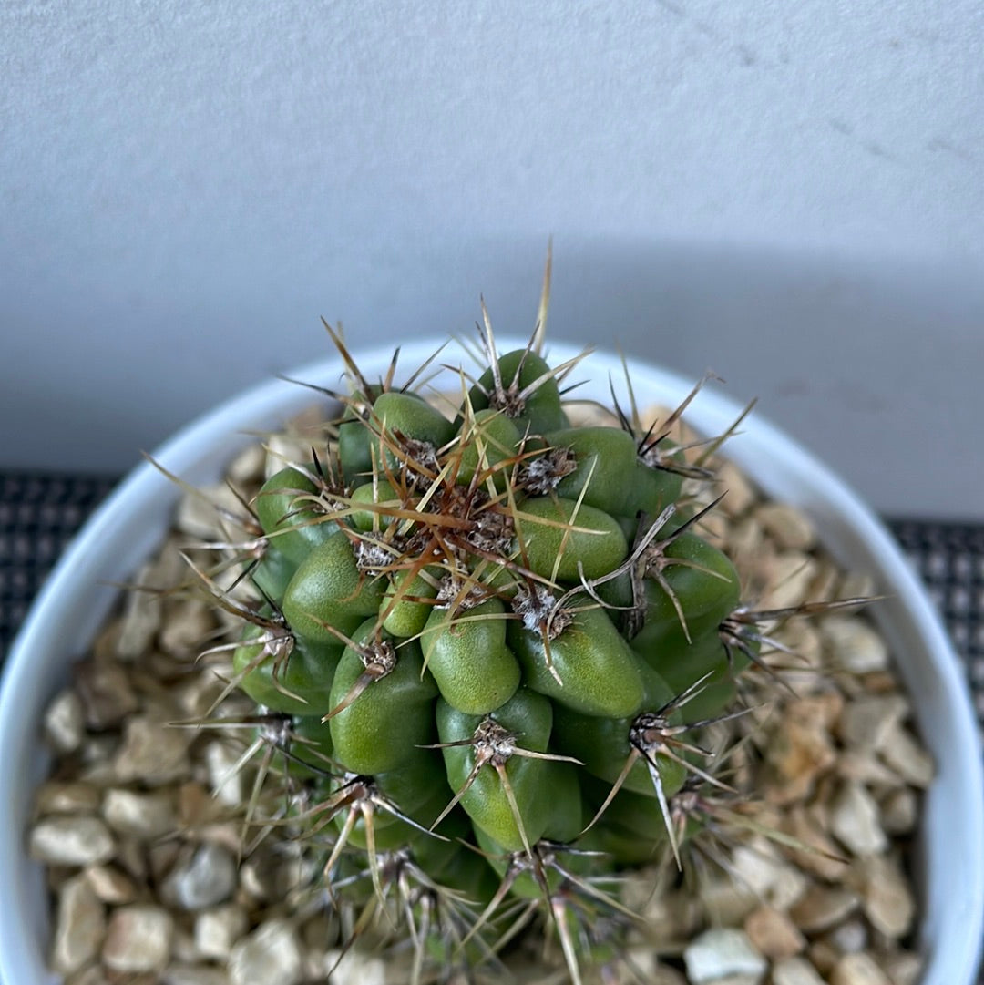 Echinocereus Cactus