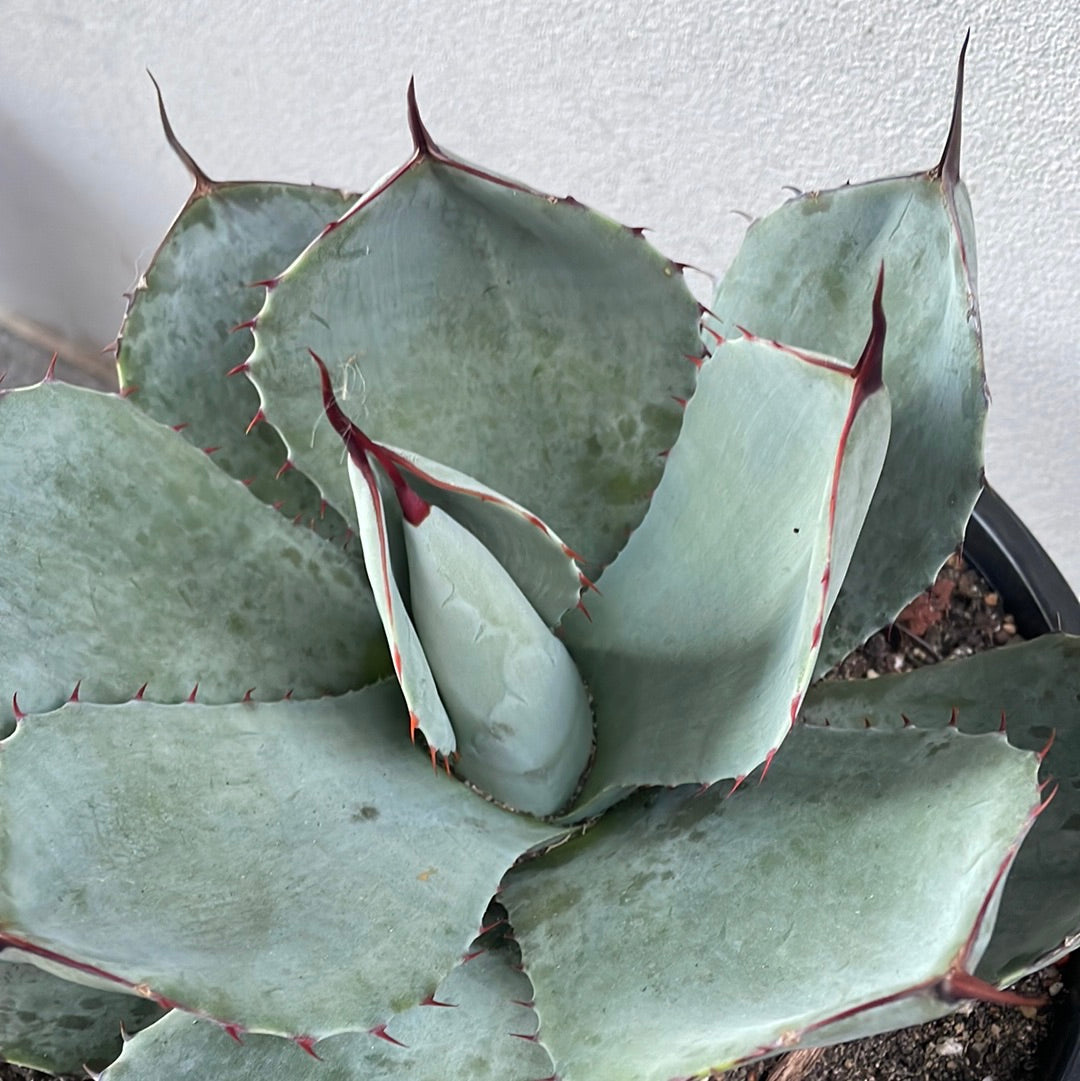 Agave Parryi Truncata