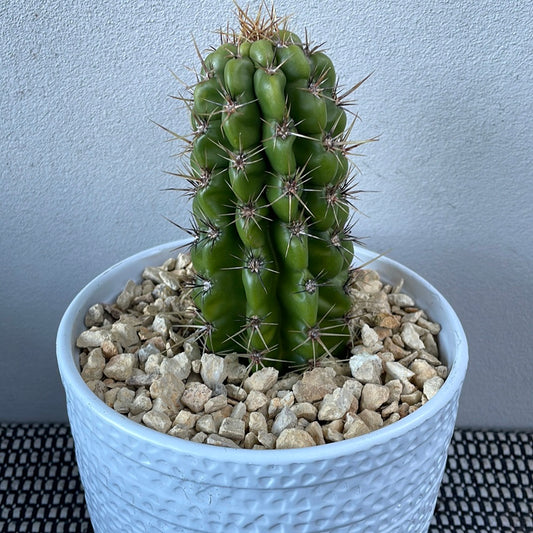 Echinocereus Cactus