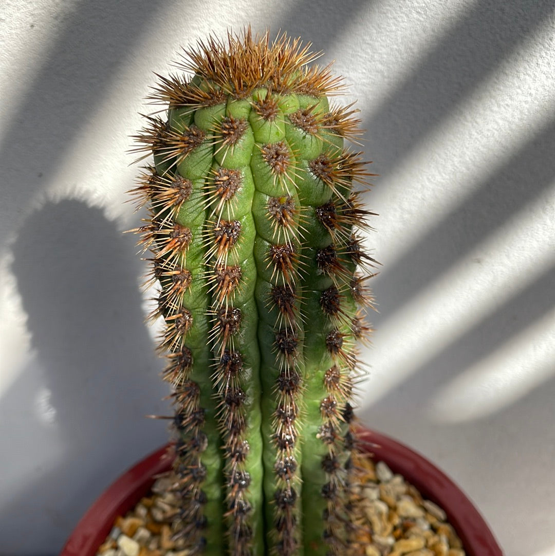 Cactus with decorative pot