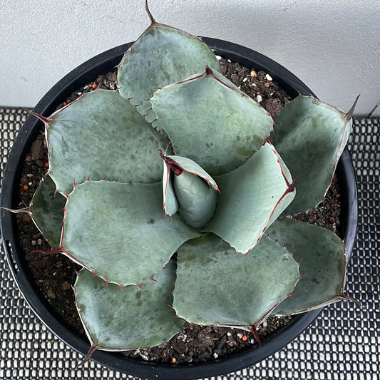 Agave Parryi Truncata