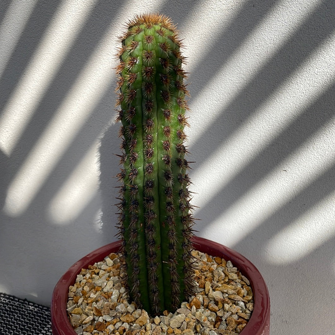 Cactus with decorative pot