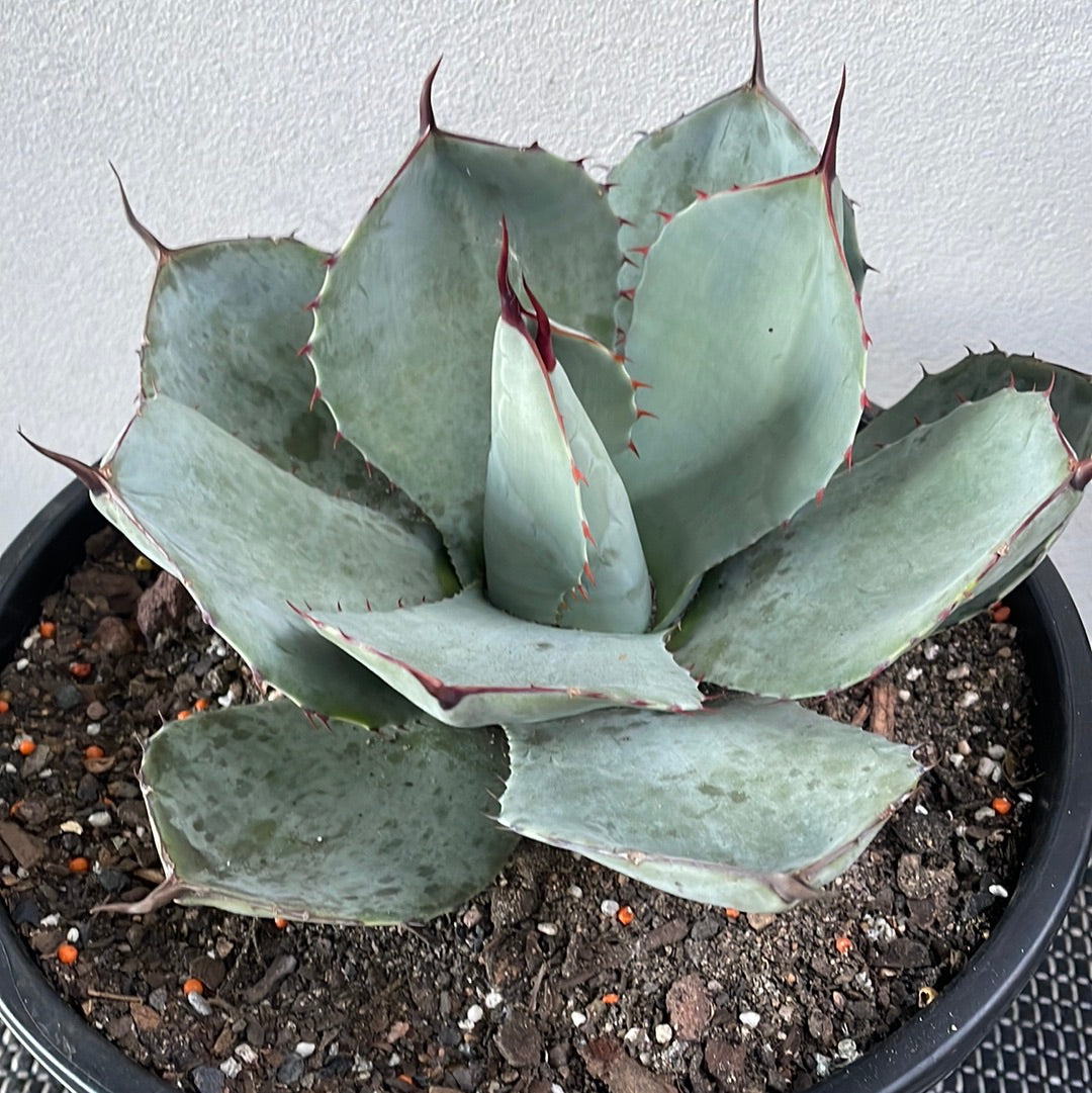 Agave Parryi Truncata