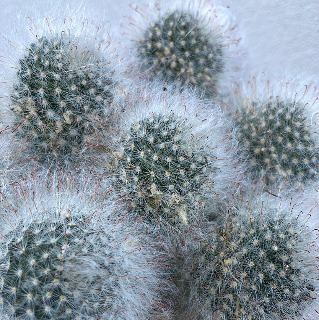 Euphorbia Cluster