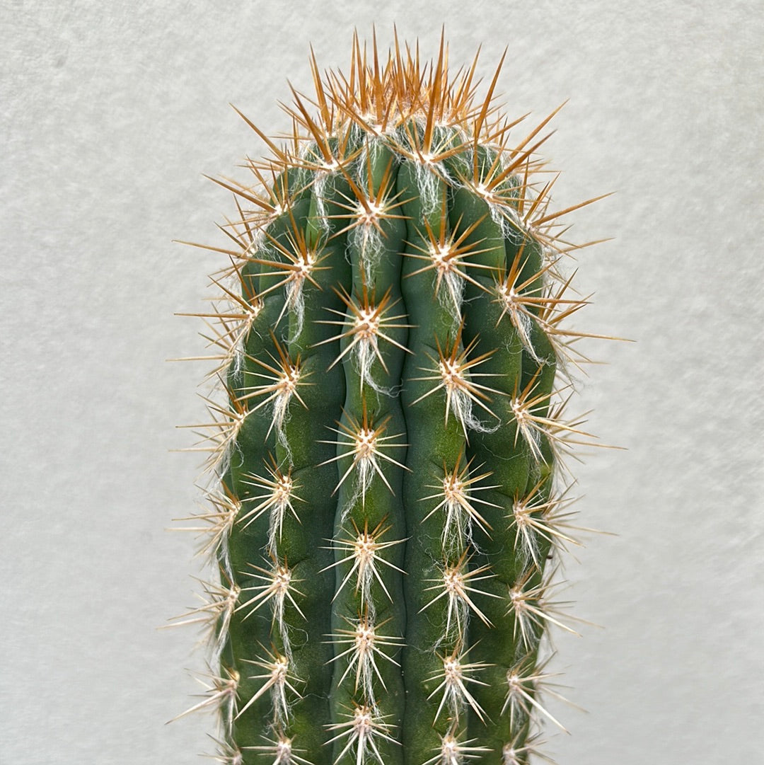 Pilocereus gounellei Cactus