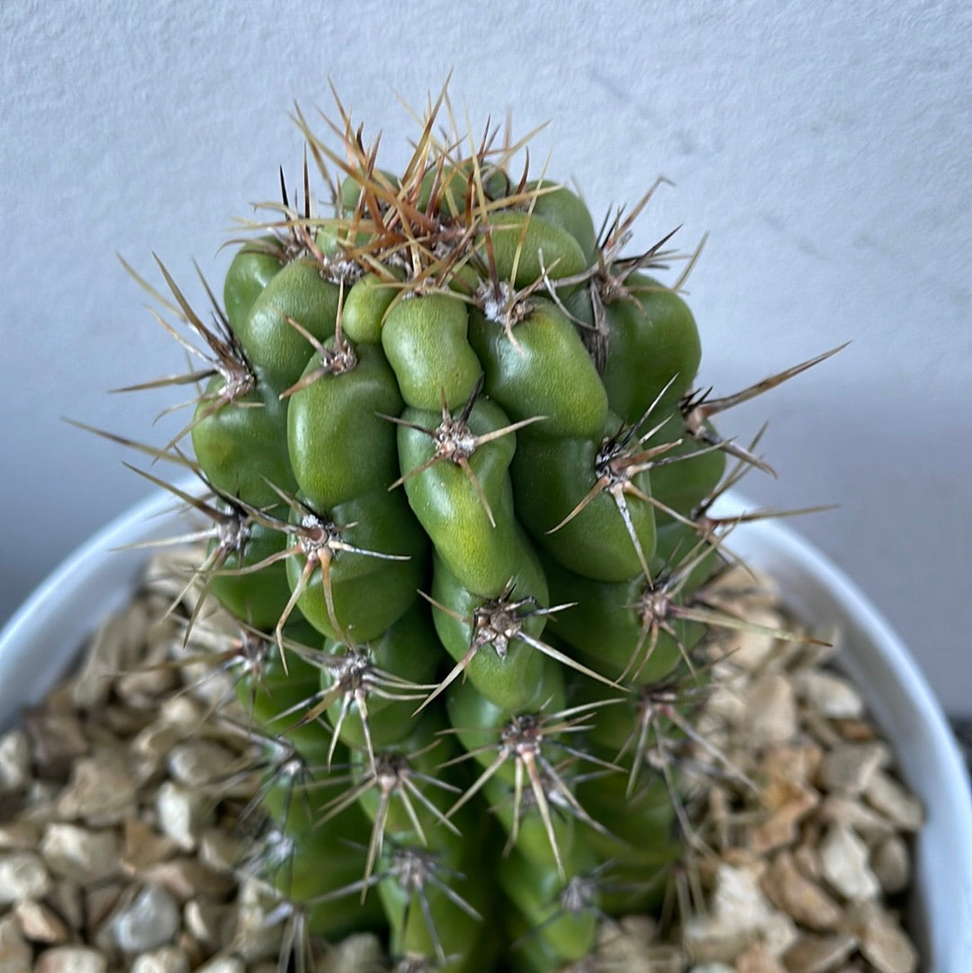 Echinocereus Cactus