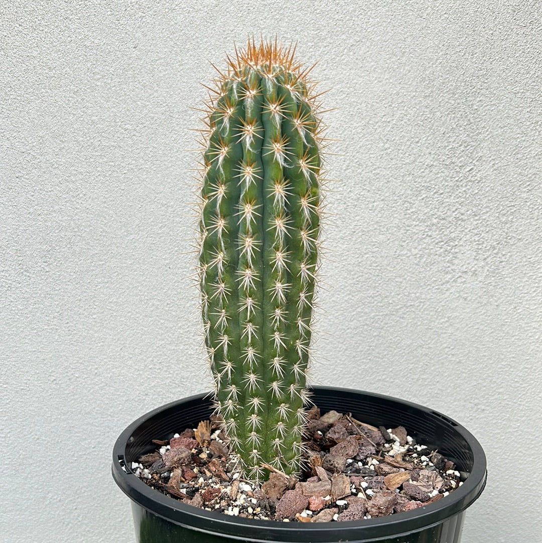 Pilocereus gounellei Cactus