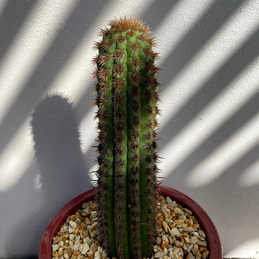 Cactus with decorative pot