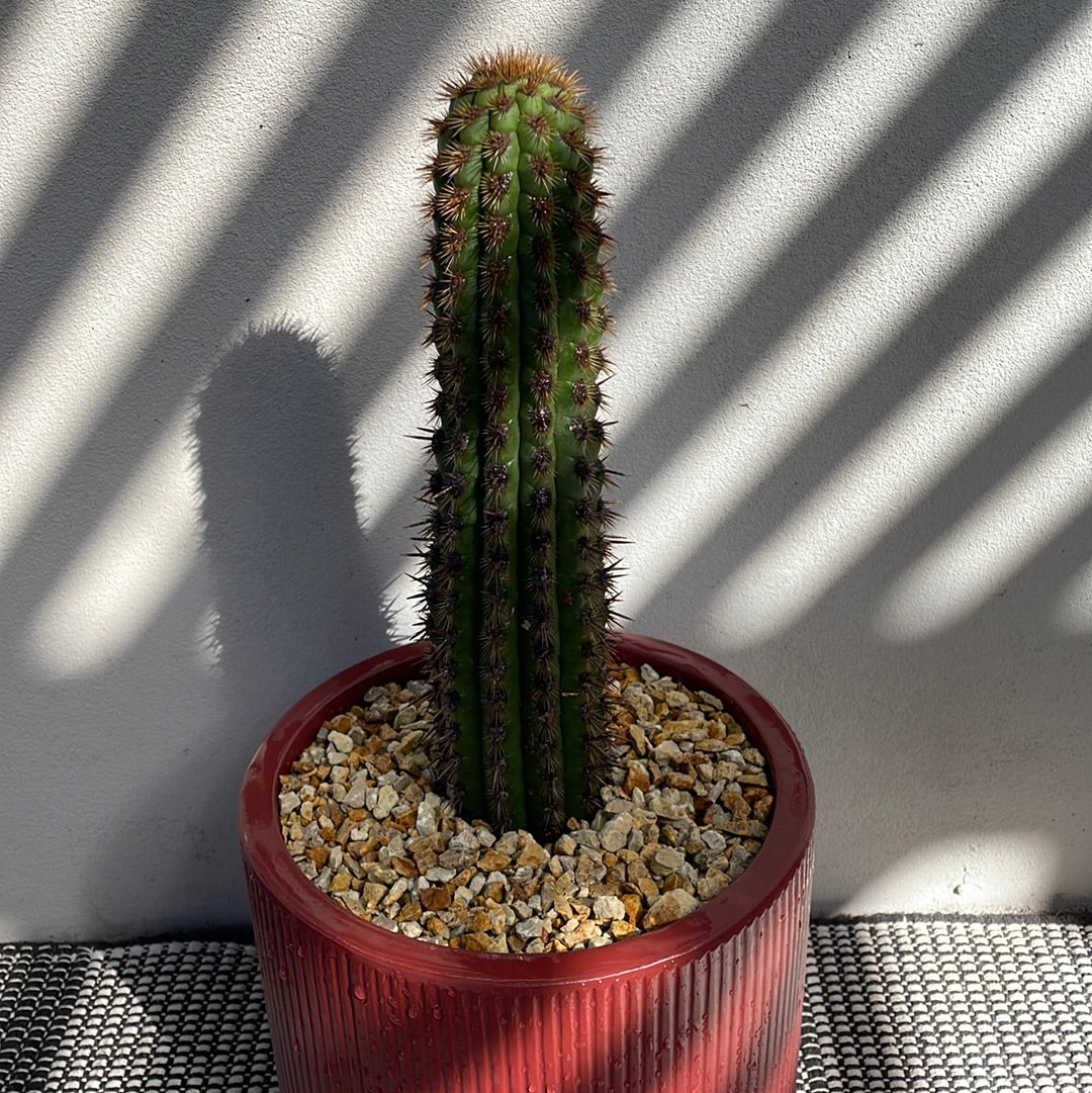 Cactus with decorative pot