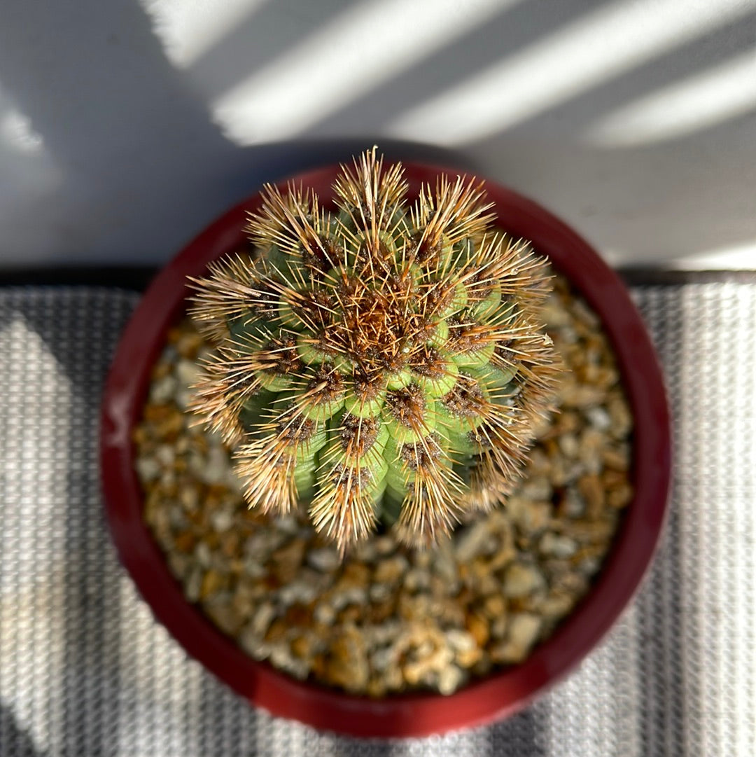 Cactus with decorative pot