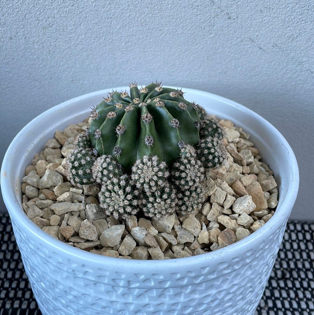 Easter Lilly Cactus / Decorative pot