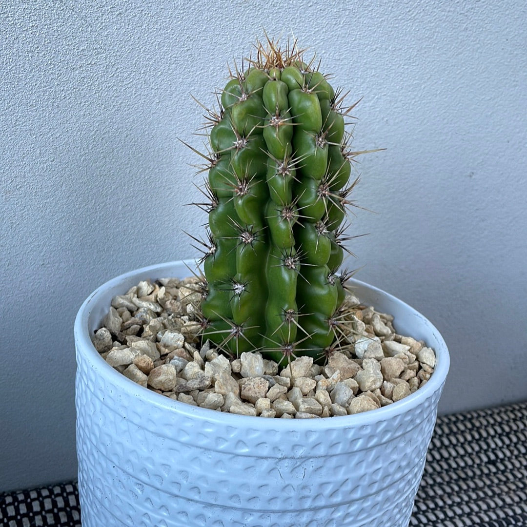 Echinocereus Cactus