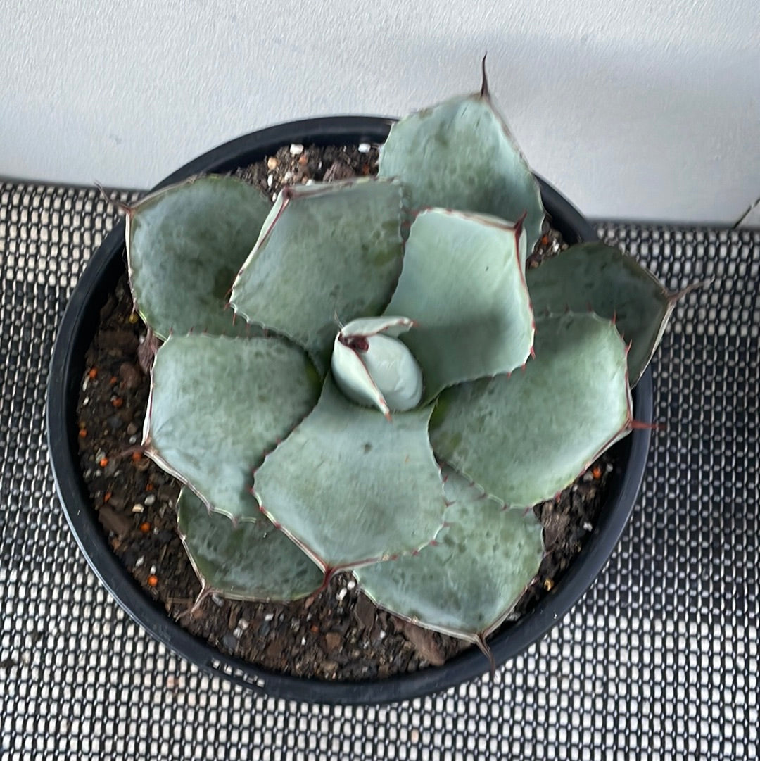 Agave Parryi Truncata