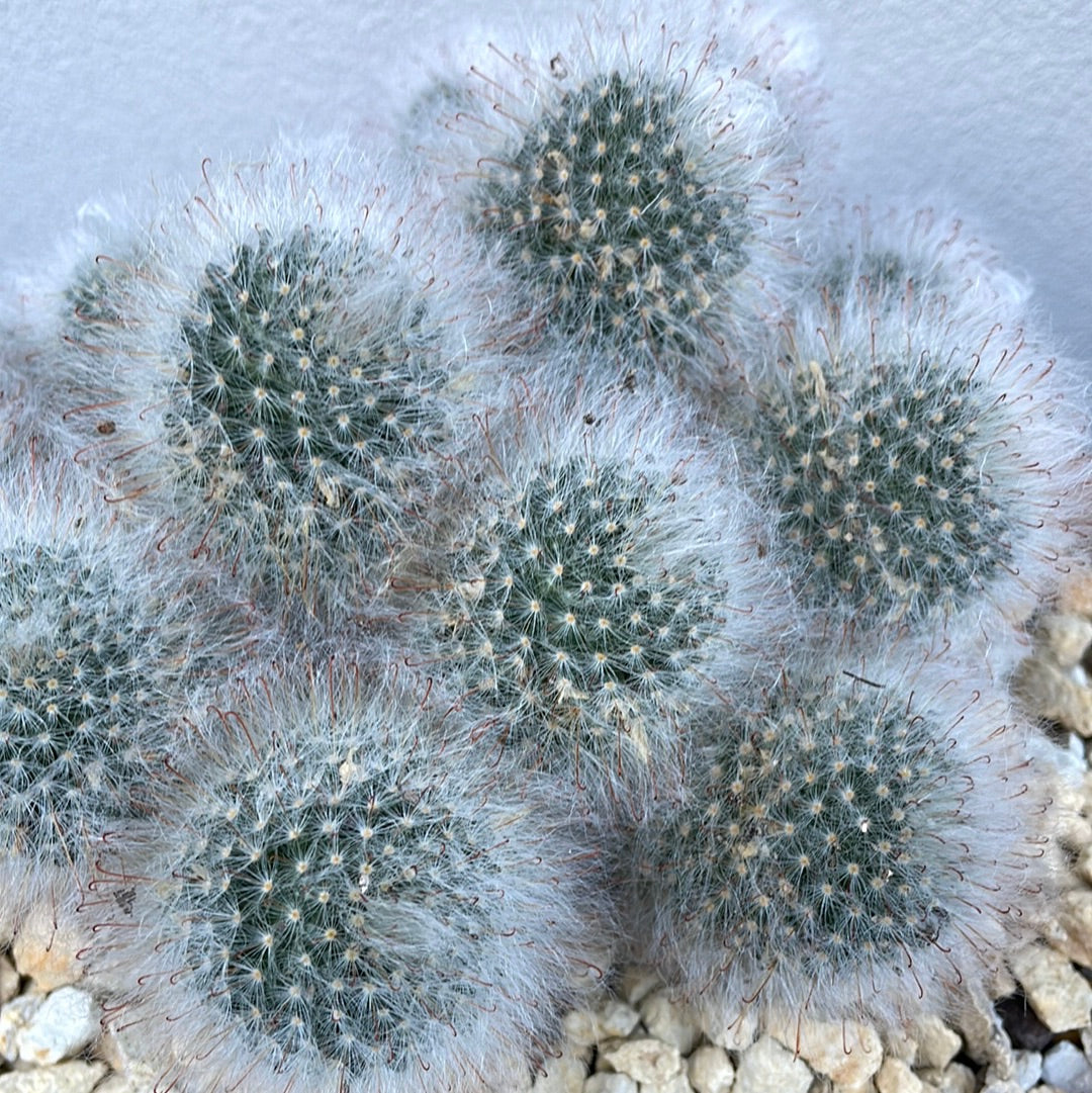 Euphorbia Cluster