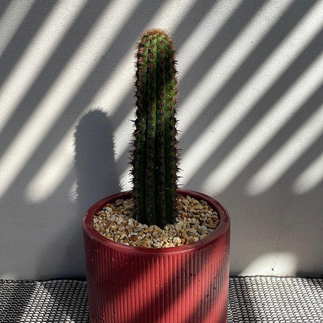 Cactus with decorative pot