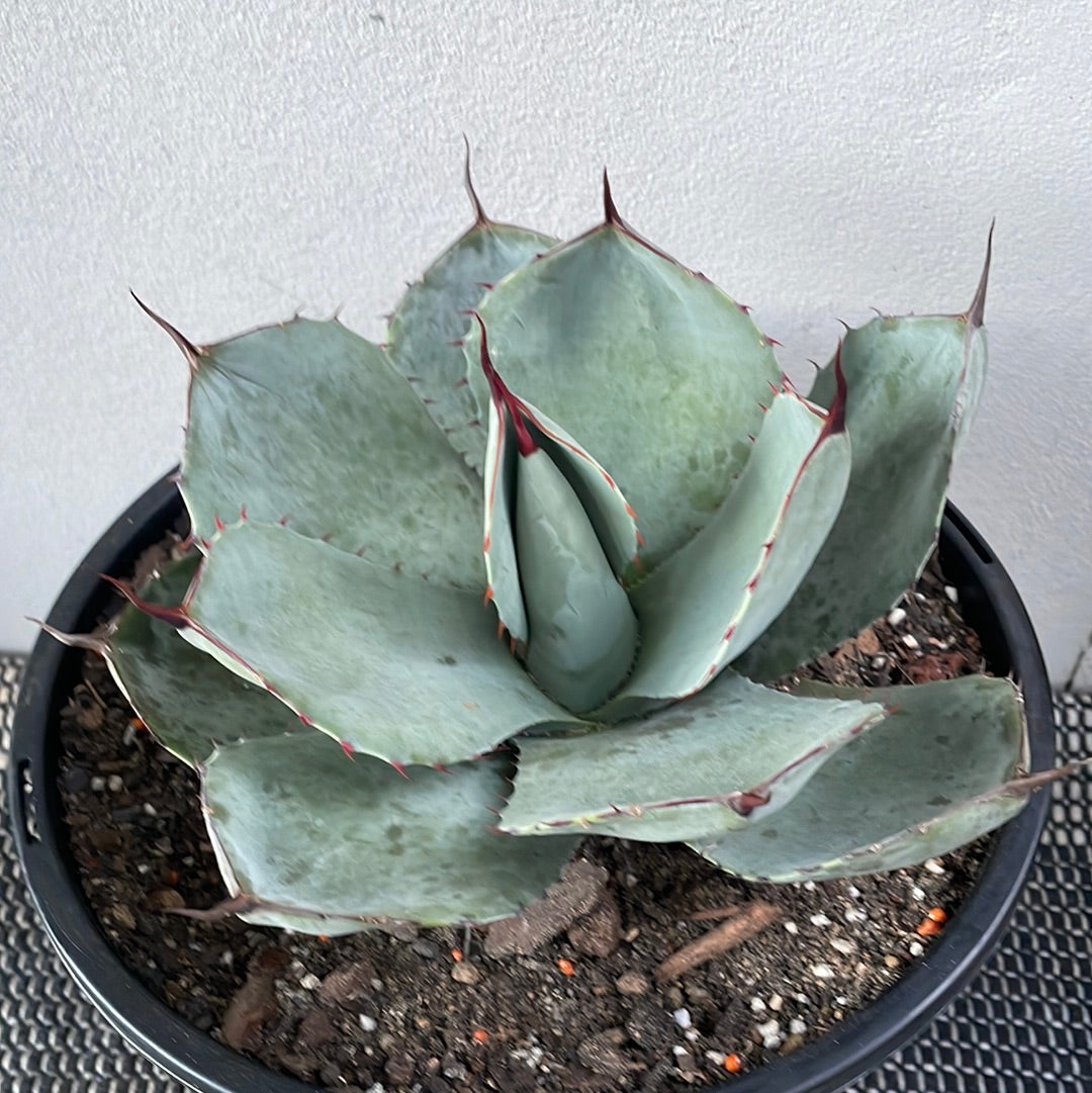 Agave Parryi Truncata