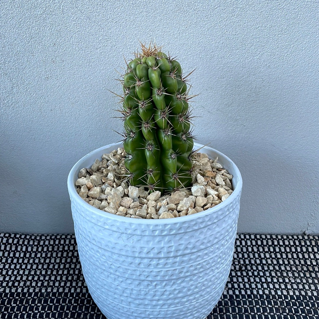 Echinocereus Cactus