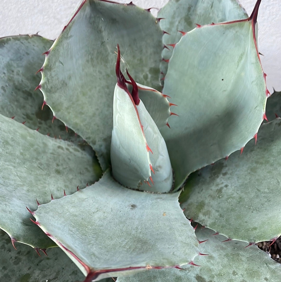 Agave Parryi Truncata