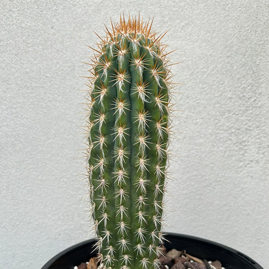 Pilocereus gounellei Cactus