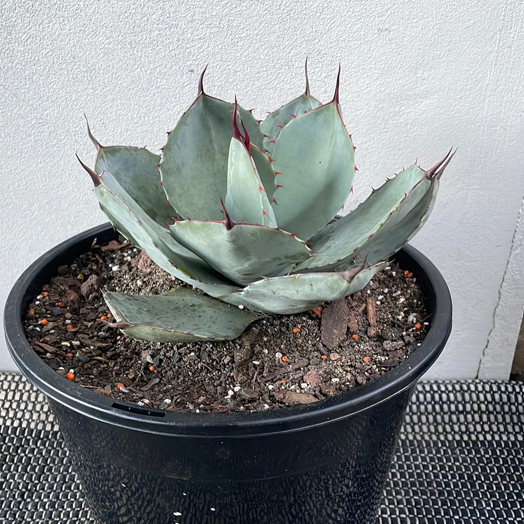 Agave Parryi Truncata