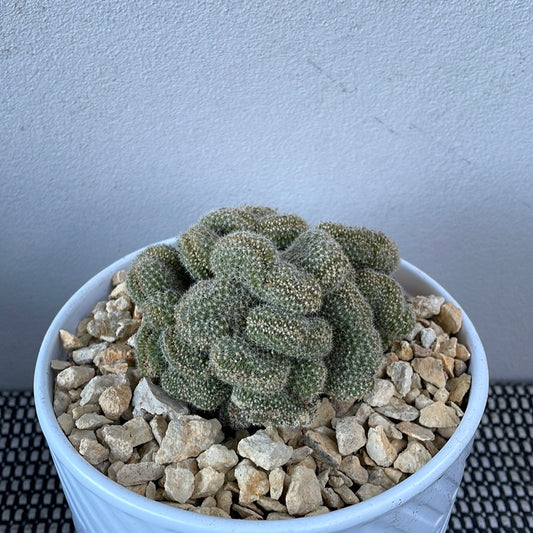 Brain Cactus