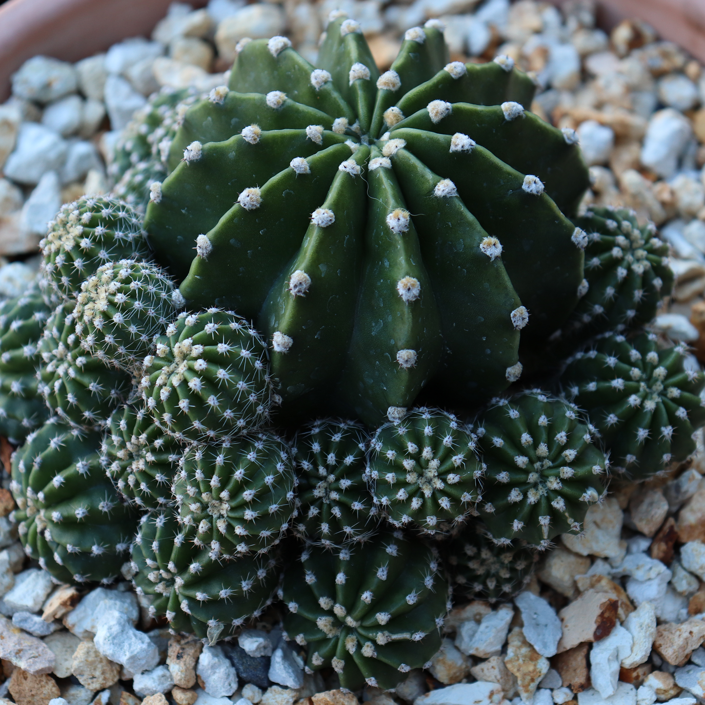 Easter Lilly Cactus / Decorative pot