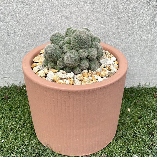 Cluster Cactus