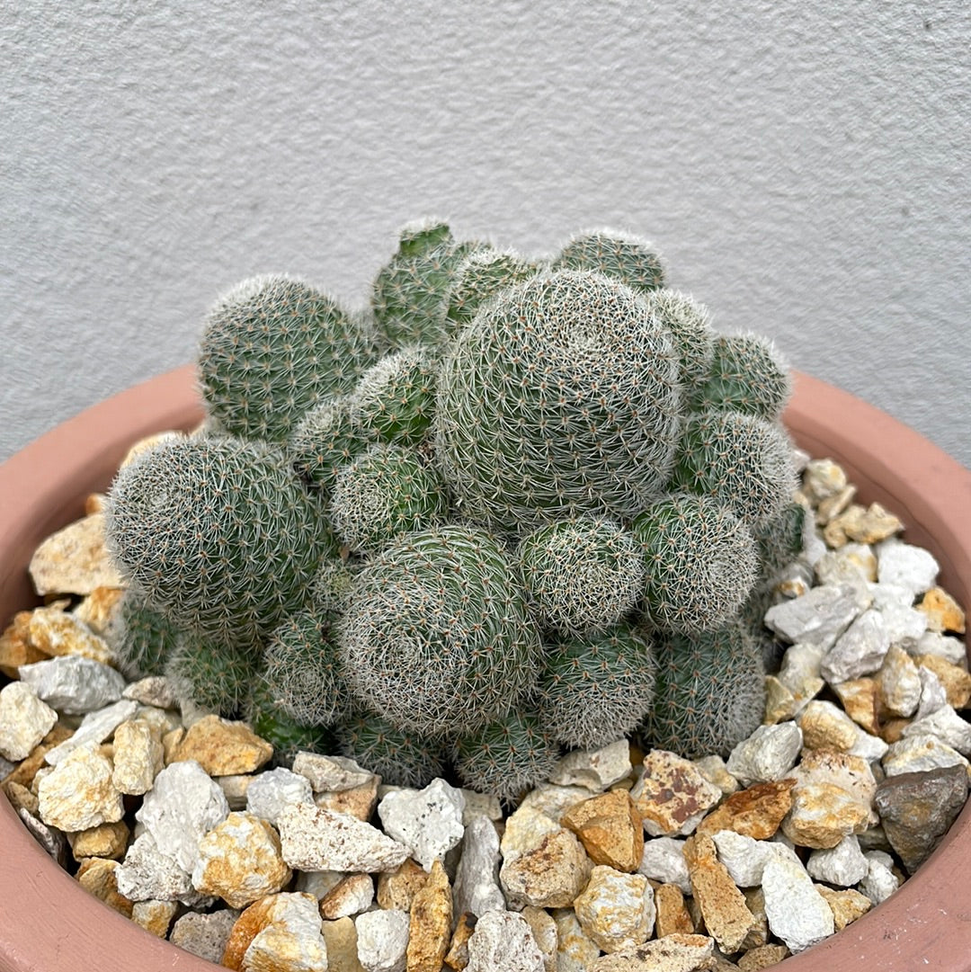 Cluster Cactus