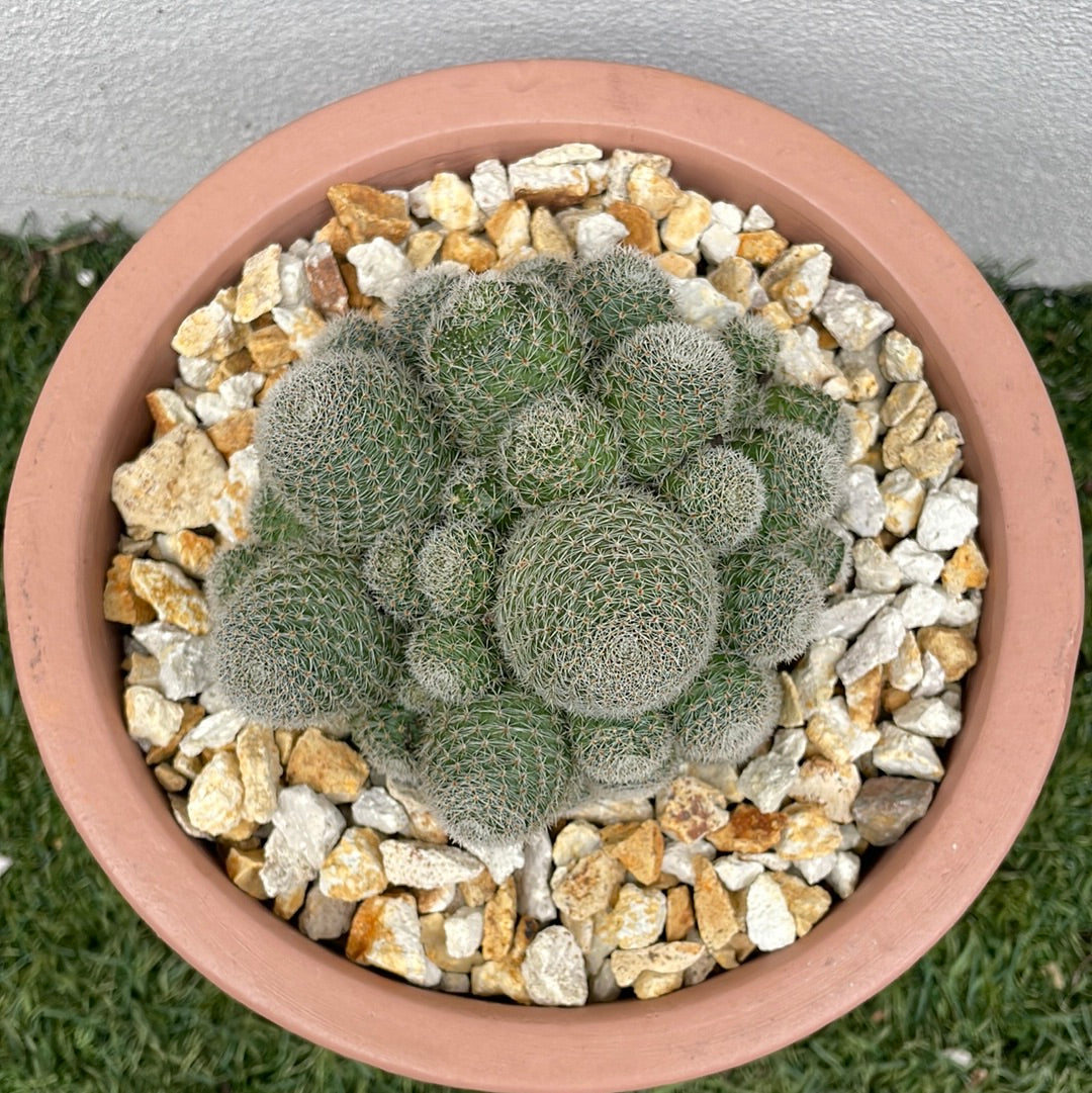 Cluster Cactus