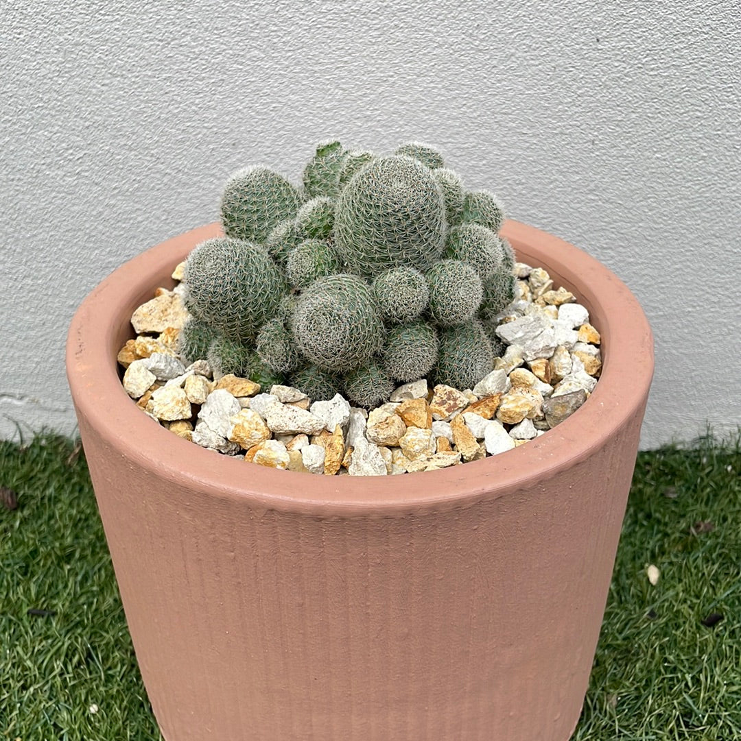 Cluster Cactus